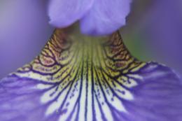 Purple Iris